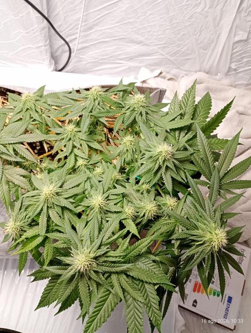 Mendo Breath B'F. Week 13
