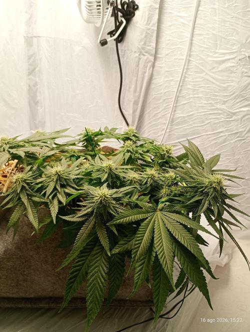 Mendo Breath B'F. Week 13