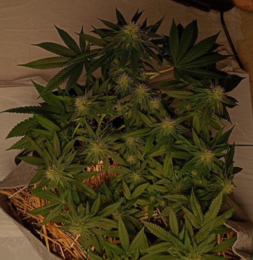 Mendo Breath B'F. Week 13