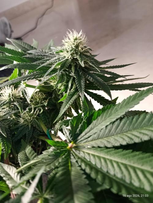 Mendo Breath B'F. Week 13