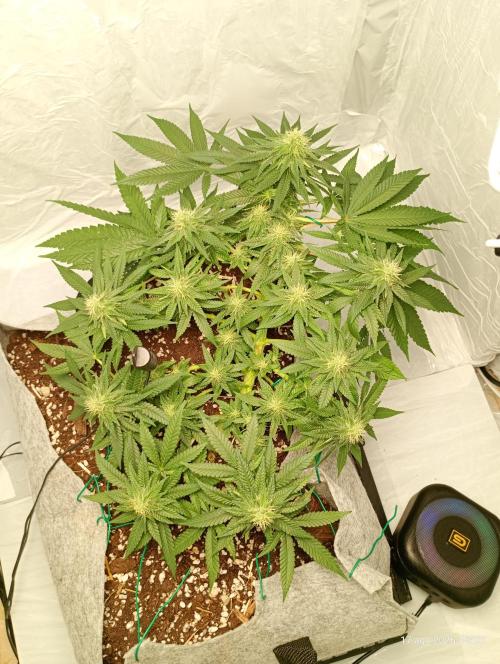 Mendo Breath B'F. Week 13