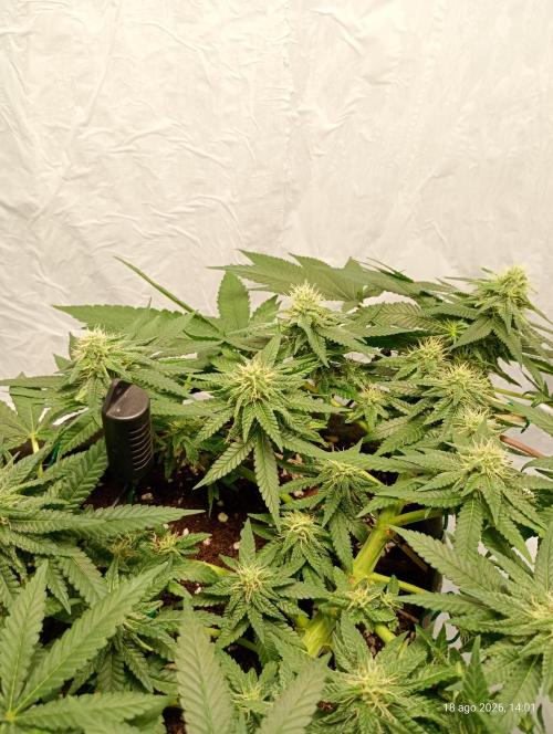 Mendo Breath B'F. Week 13