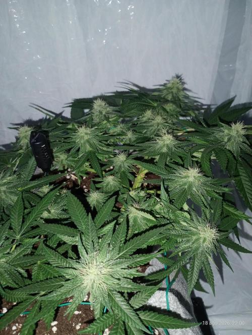 Mendo Breath B'F. Week 13