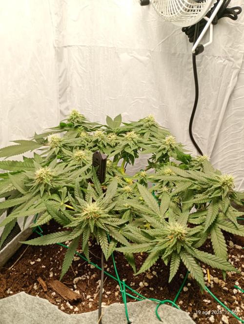 Mendo Breath B'F. Week 13