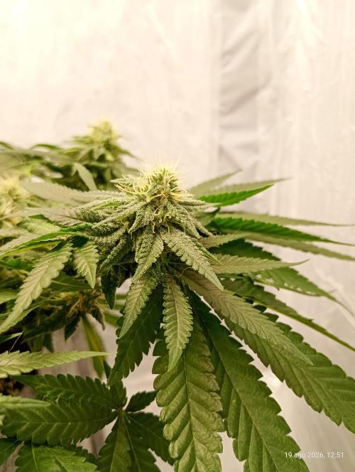 Mendo Breath B'F. Week 13