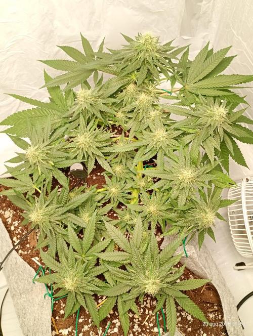 Mendo Breath B'F. Week 13