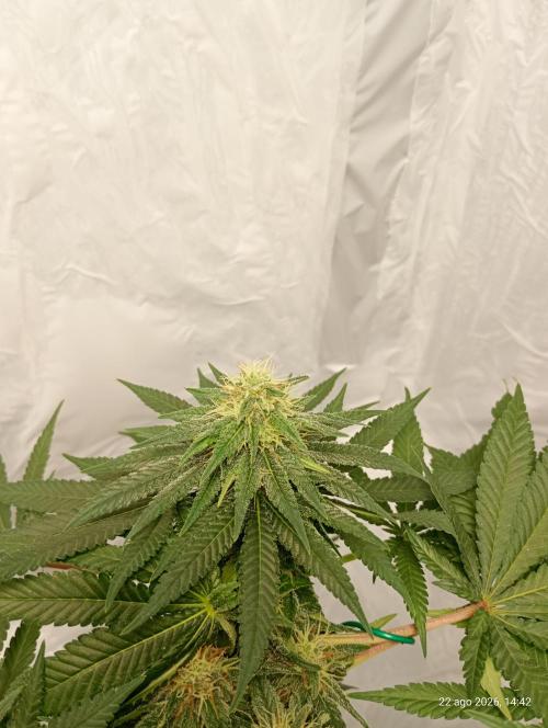 Mendo Breath. Week 13