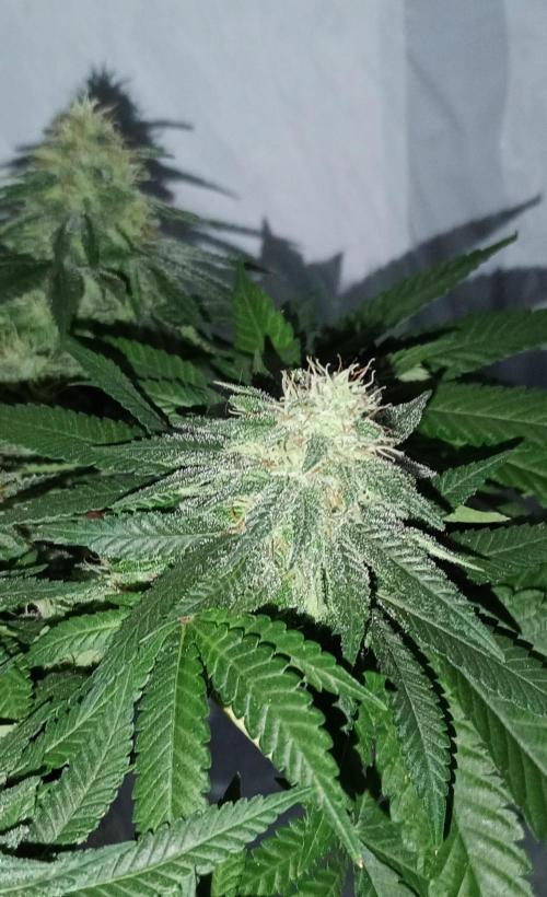 Mendo Breath B'F. Week 14