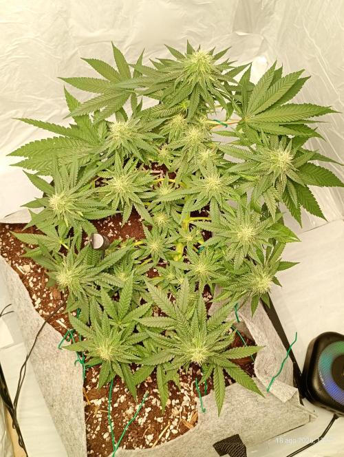 Mendo Breath B'F. Week 14