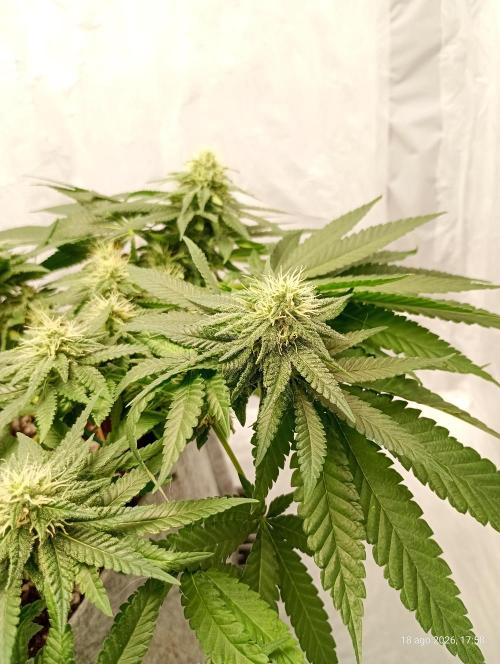 Mendo Breath B'F. Week 14
