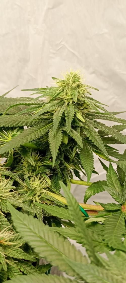 Mendo Breath B'F. Week 14