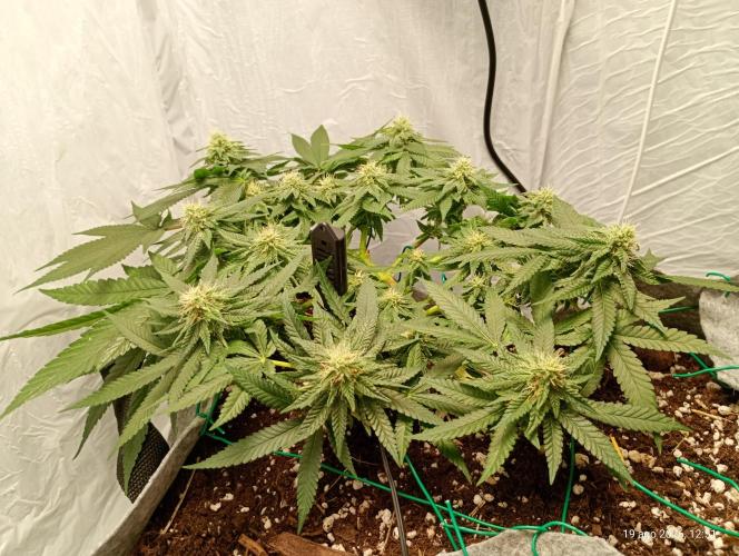 Mendo Breath B'F. Week 14