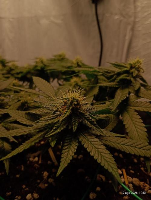 Mendo Breath B'F. Week 14