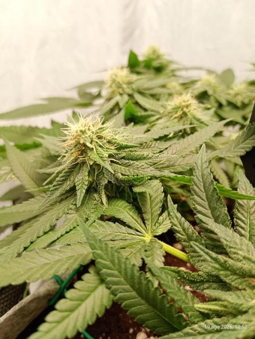 Mendo Breath B'F. Week 14