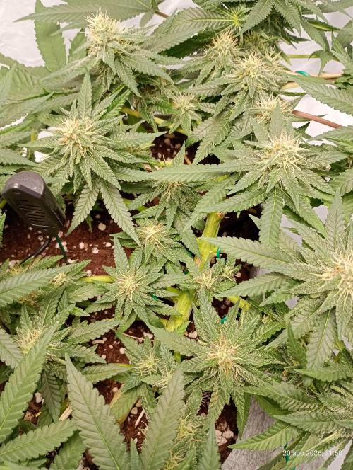 Mendo Breath B'F. Week 14