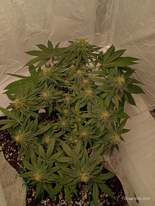 Mendo Breath B'F. Week 14