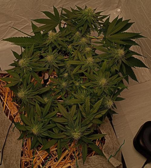 Mendo Breath B'F. Week 14