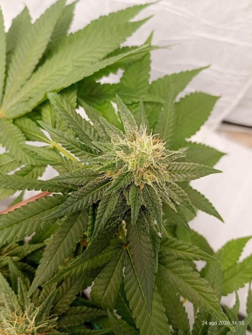 Mendo Breath B'F. Week 14