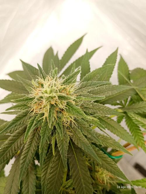 Mendo Breath B'F. Week 14