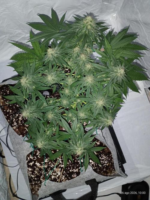 Mendo Breath B'F. Week 14