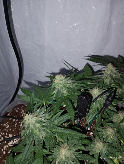 Mendo Breath B'F. Week 14