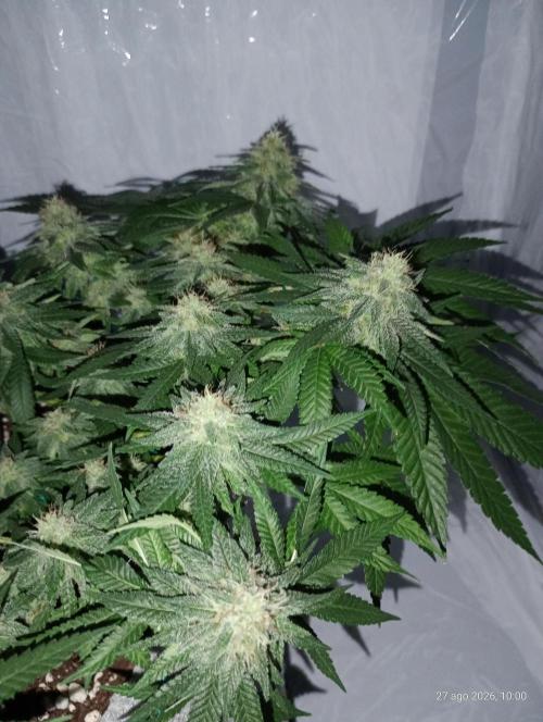 Mendo Breath B'F. Week 14
