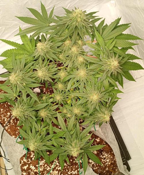 Mendo Breath B'F. Week 14