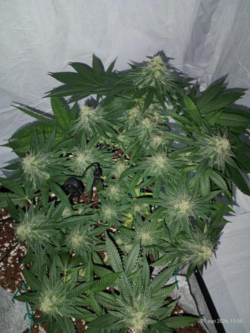 Mendo Breath B'F. Week 14