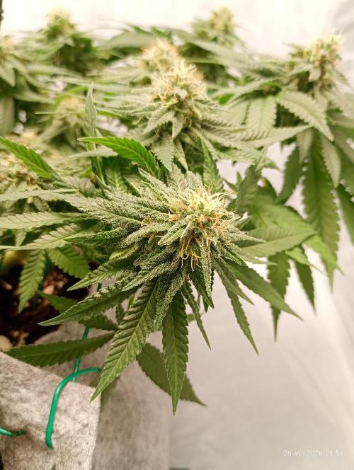 Mendo Breath. Week 14