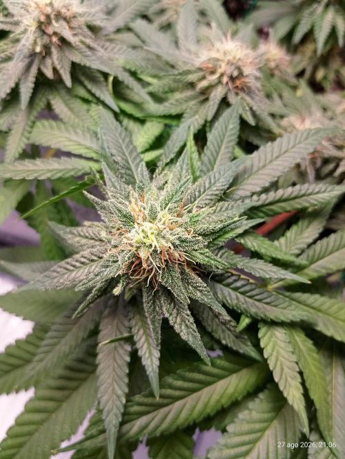 Mendo Breath B'F. Week 14