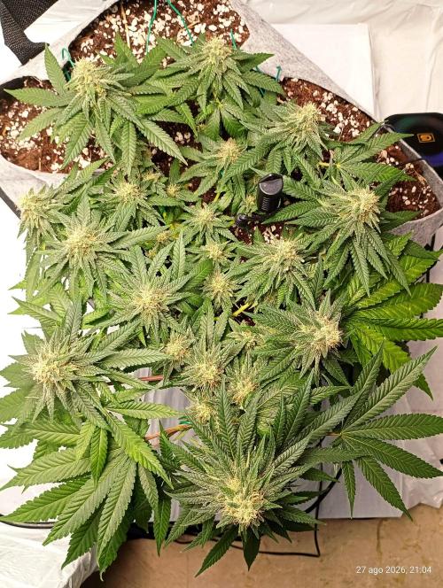 Mendo Breath B'F. Week 14