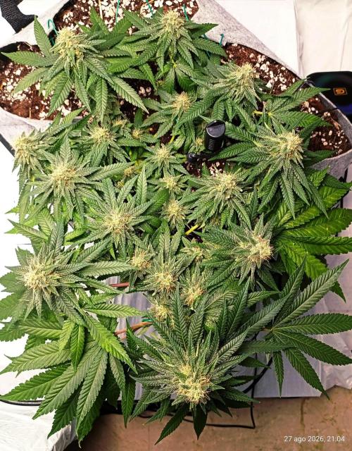Mendo Breath B'F. Week 15