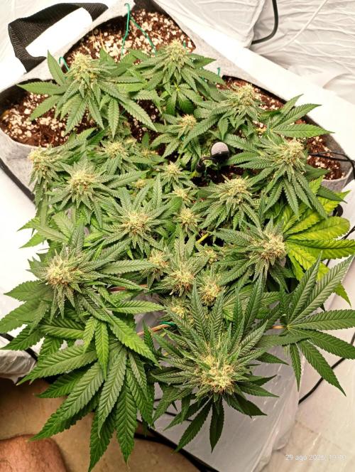 Mendo Breath B'F. Week 15