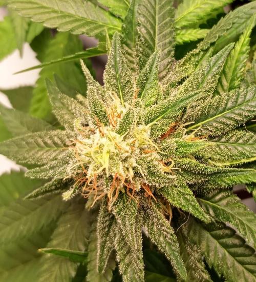 Mendo Breath B'F. Week 15