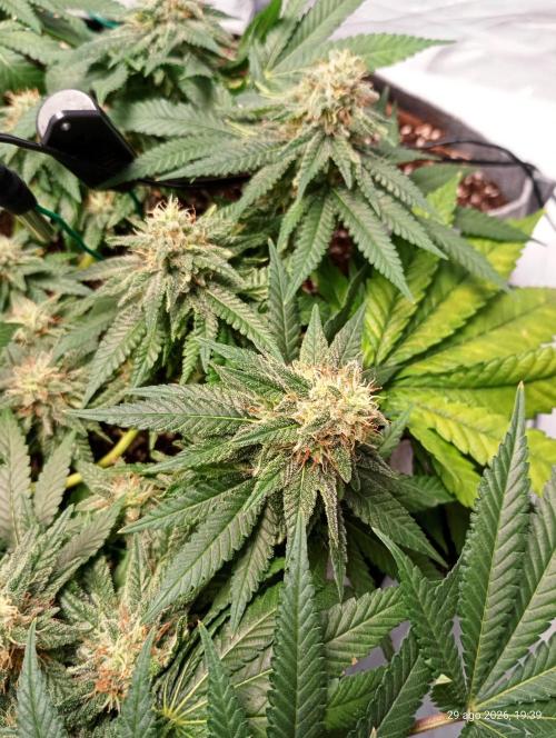 Mendo Breath B'F. Week 15