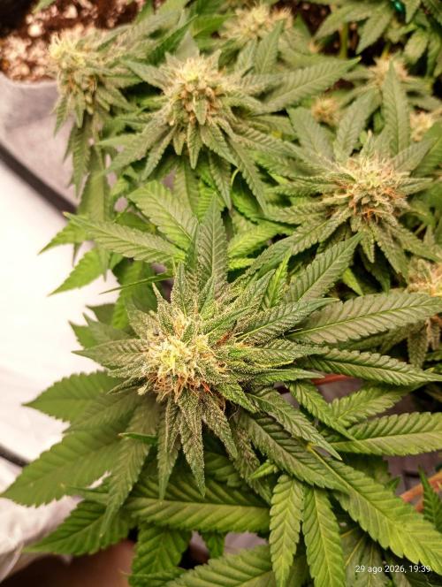 Mendo Breath B'F. Week 15