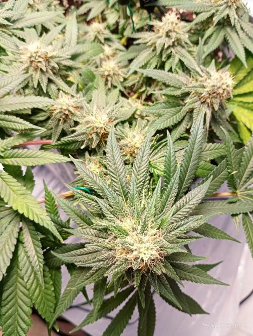 Mendo Breath B'F. Week 15