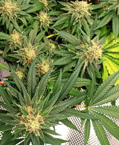 Mendo Breath. Week 15