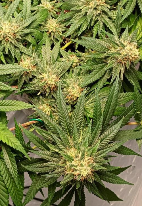 Mendo Breath B'F. Week 15