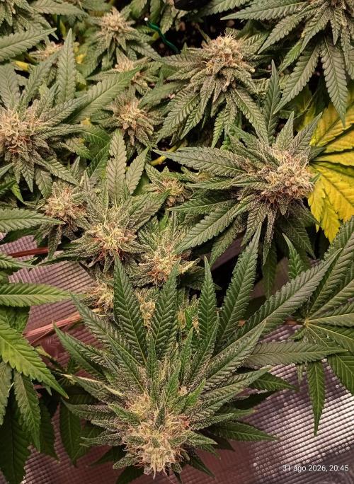 Mendo Breath B'F. Week 15