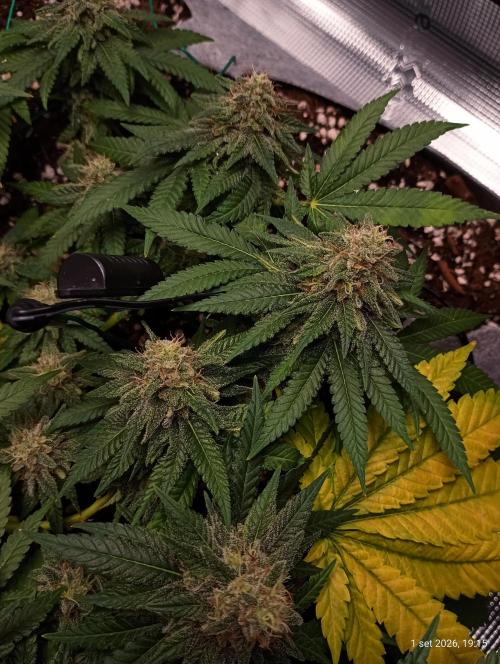 Mendo Breath B'F. Week 15