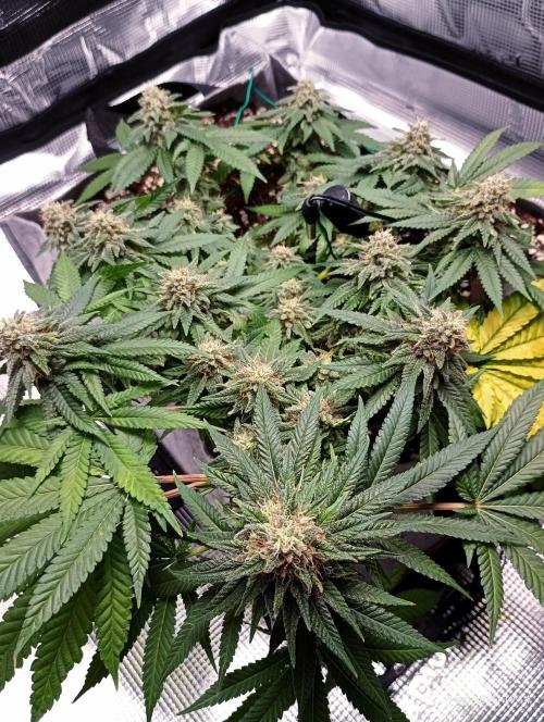 Mendo Breath B'F. Week 15