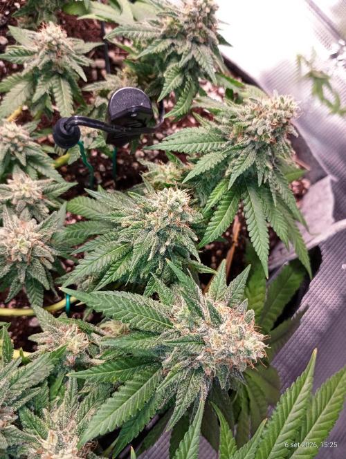 Mendo Breath B'F. Week 16