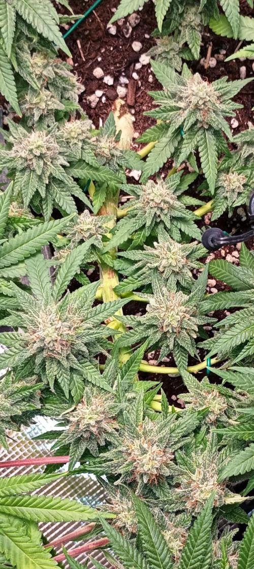 Mendo Breath B'F. Week 16