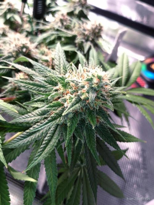 Mendo Breath B'F. Week 16
