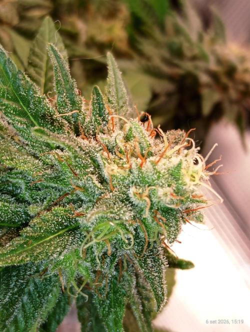Mendo Breath B'F. Week 16