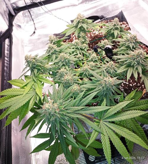 Mendo Breath B'F. Week 16