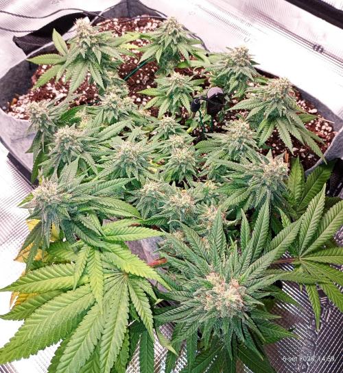 Mendo Breath B'F. Week 16