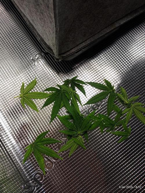Mendo Breath B'F. Week 16