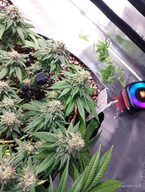 Mendo Breath B'F. Week 16